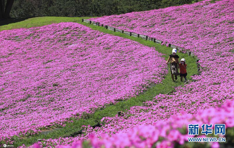 　　当地时间8月11日，日本千叶县，农场中的牵牛花盛放，艳丽多姿如同巨大的粉红地毯，美得令人心动。（图片来源：东方IC）