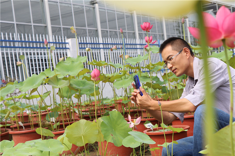 东海90后大学生独辟蹊径栽培观赏性碗莲 走红 碗莲 栽培 观赏性 新浪新闻