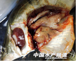 鳜鱼黑心肝鳜鱼鳃出血鳜鱼鳃挂白条鳜鱼鳃有白点鳜鱼鳃出血鳜鱼花鳃鳃