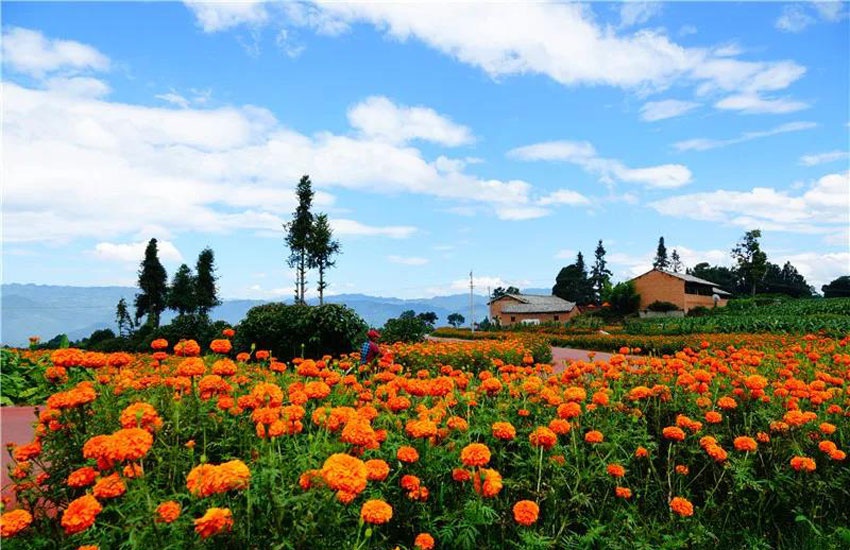 保山腾冲界头2万亩万寿菊盛开(组图)|古桥|万寿菊|花海_新浪新闻