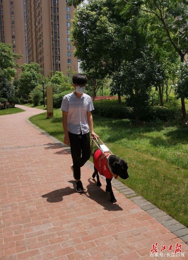 (图为王奥林每天出门都带着导盲犬" happy" . 记者杨涛 摄)