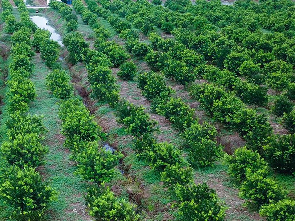 今年头采的小青柑配上5年陈化的老普洱一颗泡一天口感超甜润
