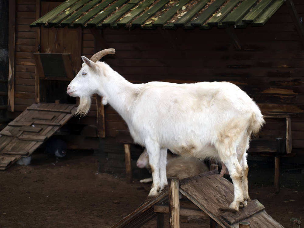 羊鬼(小小说)|老山羊|屠户|月光_新浪新闻