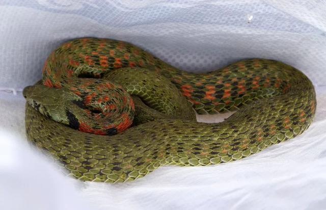 赤峰一办公楼里惊现鸡冠蛇,色彩斑斓,盘踞在大厅