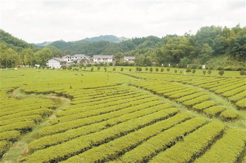 8月12日,沅陵县官庄镇界亭驿村,漂亮的茶园和整洁的房屋.