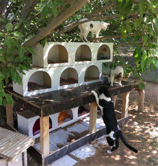 远嫁迪拜的日本女生,在自家圈5万㎡沙漠专为养猫!遍地猫砂盆么