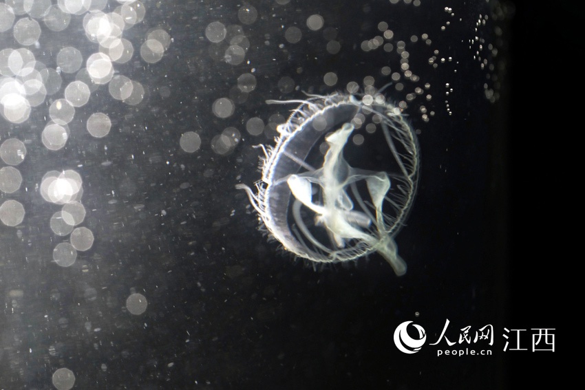 江西莲花山塘发现大量索氏桃花水母