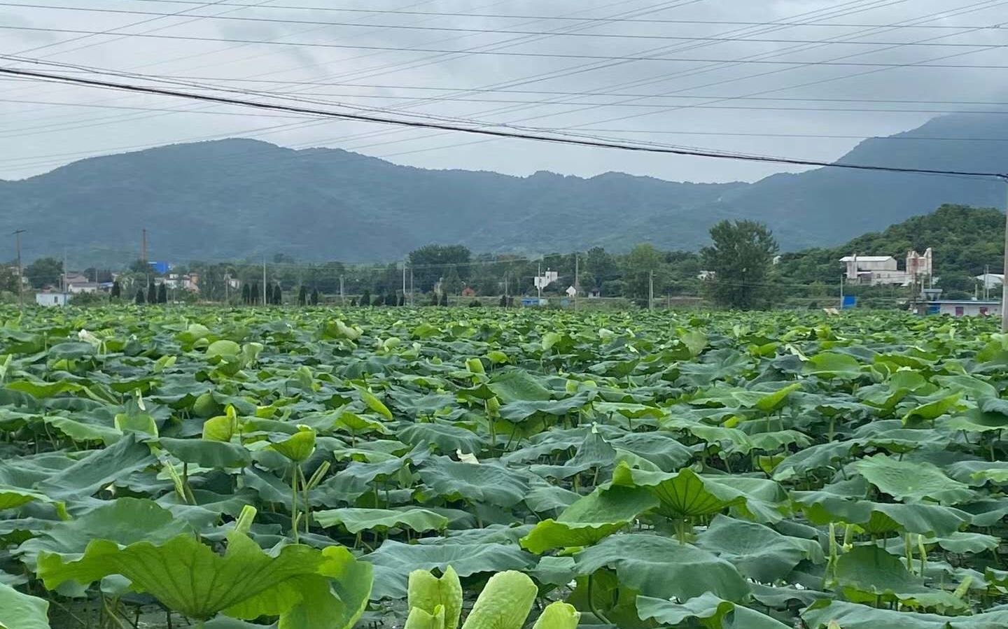 水退后的藕塘.受访者供图
