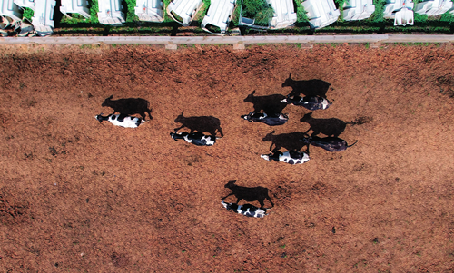 石家庄市鹿泉区一处牧场里散放的奶牛（7月6日摄） 陈其保摄