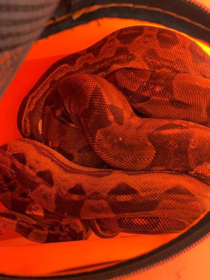 杭州市中心公厕边,出现两条蟒蛇!消防员紧急出动