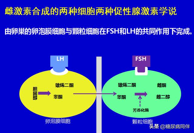 女性高发的内分泌疾病 多囊卵巢综合征 怎么防治 多囊卵巢综合征 胰岛素 排卵 新浪新闻 女性高发的内分泌疾病 多囊卵巢综合征 怎么防治 多囊卵巢综合征 胰岛素 排卵 新浪新闻