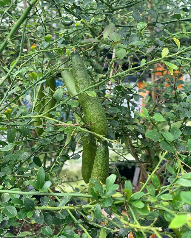 特种水果之手指柠檬