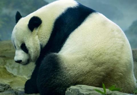 海外网|旅美大熊猫美香疑似怀孕最快本周生 美国网友高兴坏了