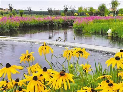 人工湿地让污水变清流