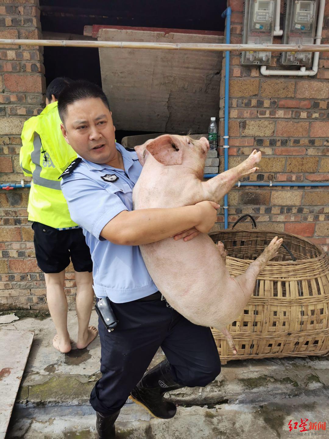 洪水猛涨猪仔遇险 民警抱猪照走红 当事人:赶不走的鸡鸭鹅也得抱