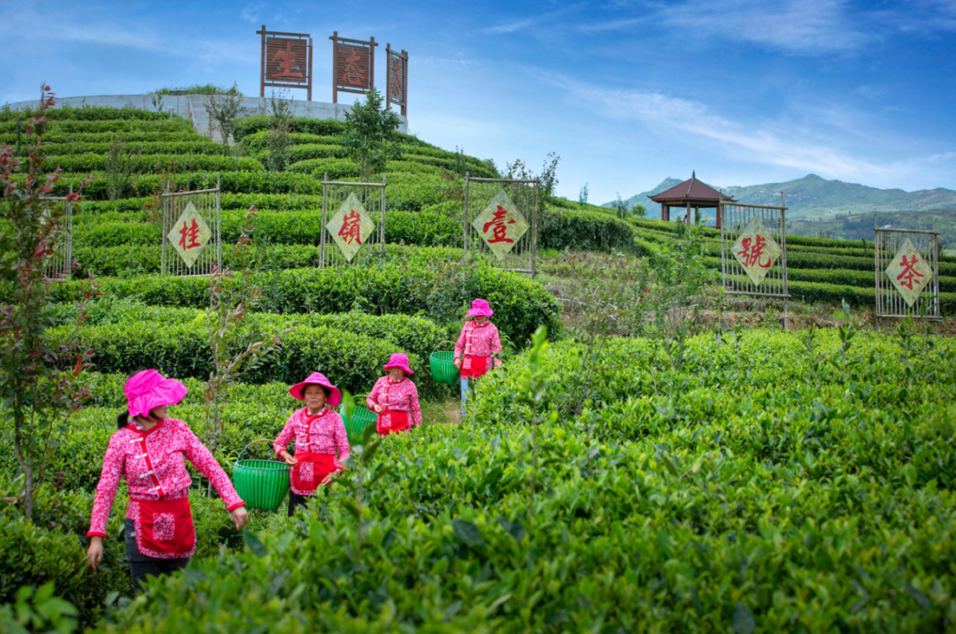 脱贫攻坚 闽茶奋进 | 乡贤"归巢",抛荒茶园蜕变云海仙境!