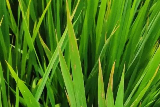 水稻叶片变成红色像火烧一样这是水稻赤枯病该如何防治