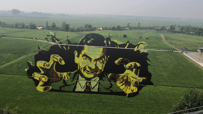 憨豆先生主题的稻田画