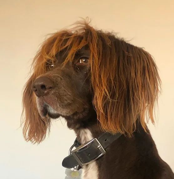 这忧郁的眼神和狂拽的发型狗子帅到我了