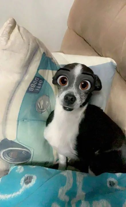 狗狗被换成大眼睛,我都忘记它原本长什么样了,忍不住想笑!