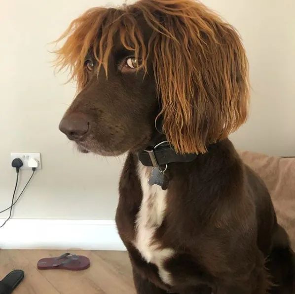 这忧郁的眼神和狂拽的发型狗子帅到我了