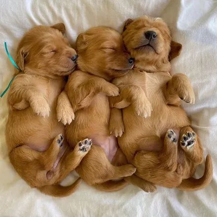 金毛生了13只小宝宝,它第一次喂奶的举动,网友都融化了:孩子真幸福!