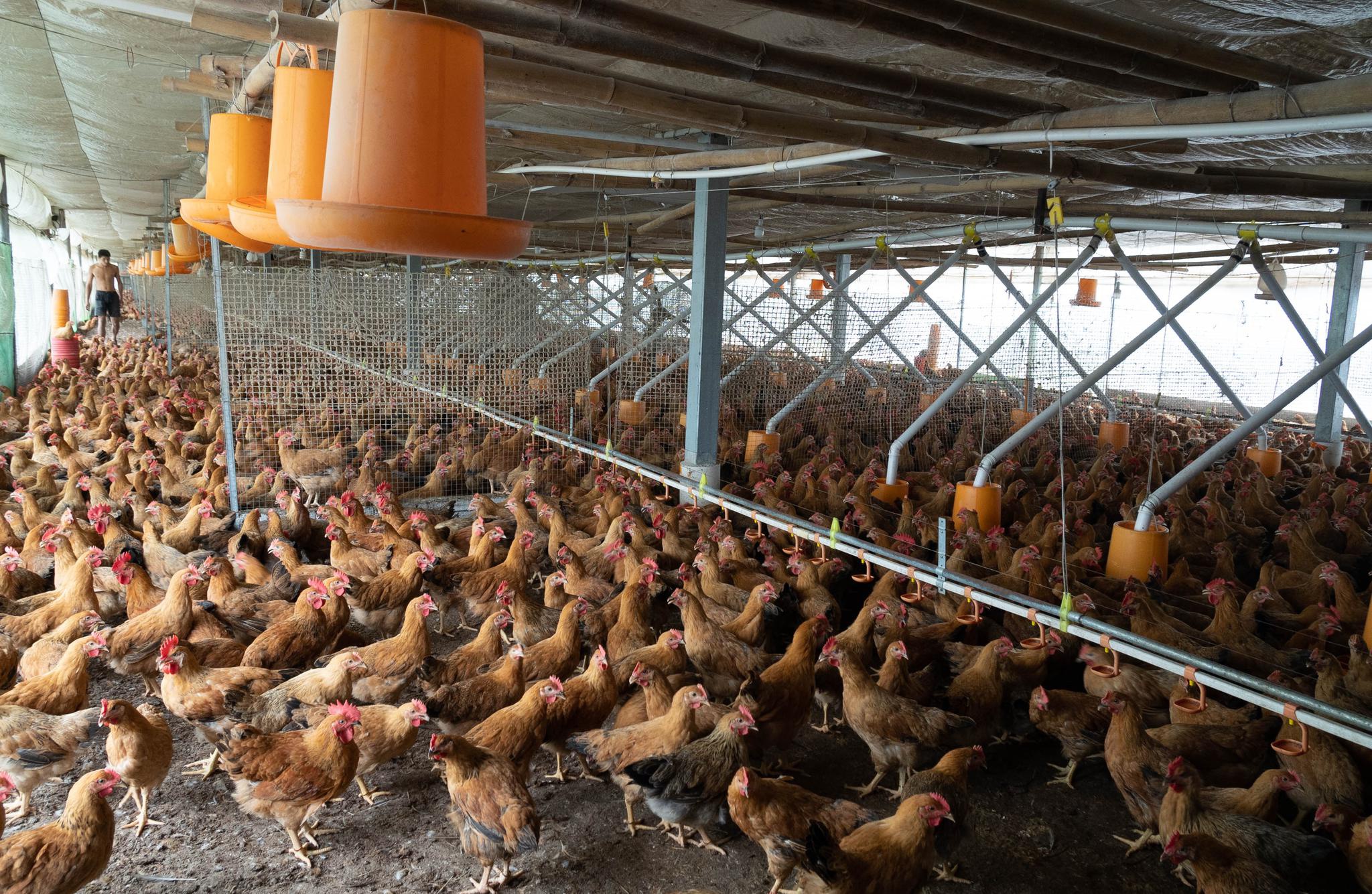 平台村综合种养小区内的现代化鸡舍.新华社记者 周自扬 摄