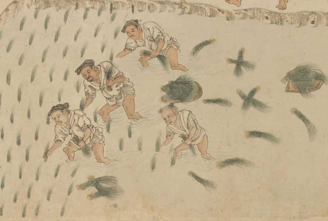 种下,还要避开正午的烈日把秧苗拔出后准备到平整好的水田插秧拔秧