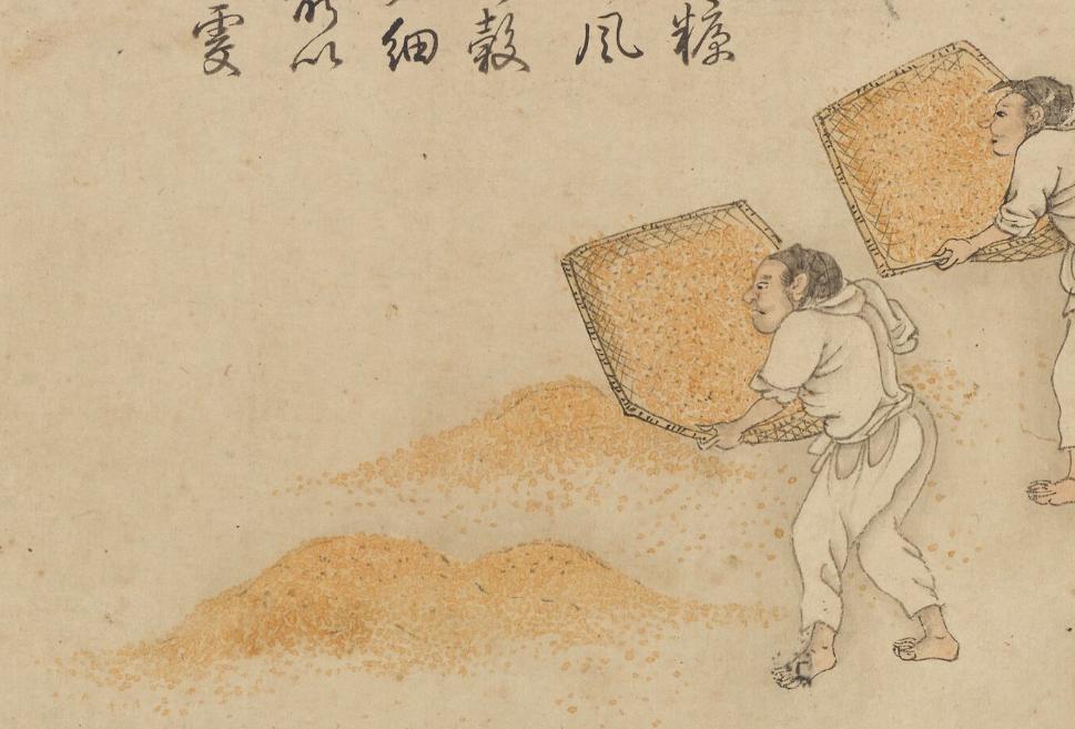 古画放大一粒米怎样走上古人的餐桌