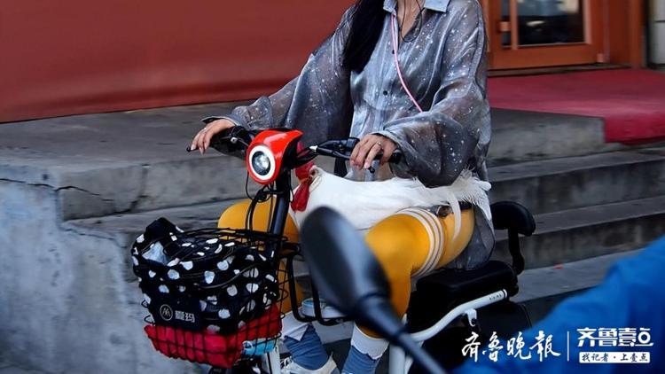 大公鸡变身萌宠天天跟美女主人坐电动车上班
