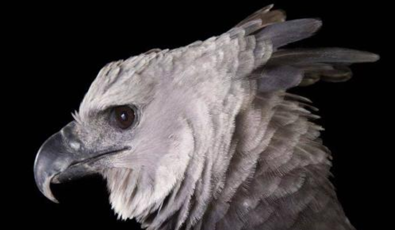 哈比鹰:我来看看,是谁说我长得像人