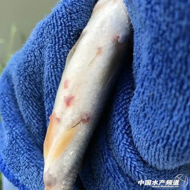 鱼类寄生虫病——锚头鳋(锚头蚤),俗称"钉子虫",也称"蓑衣病"(锚头鳋