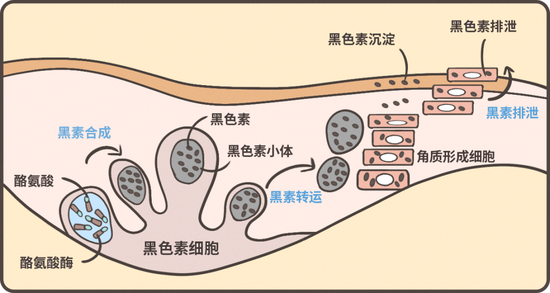 讲真,其实变黑长斑没那么容易|黑色素|表皮|酪氨酸酶_新浪新闻