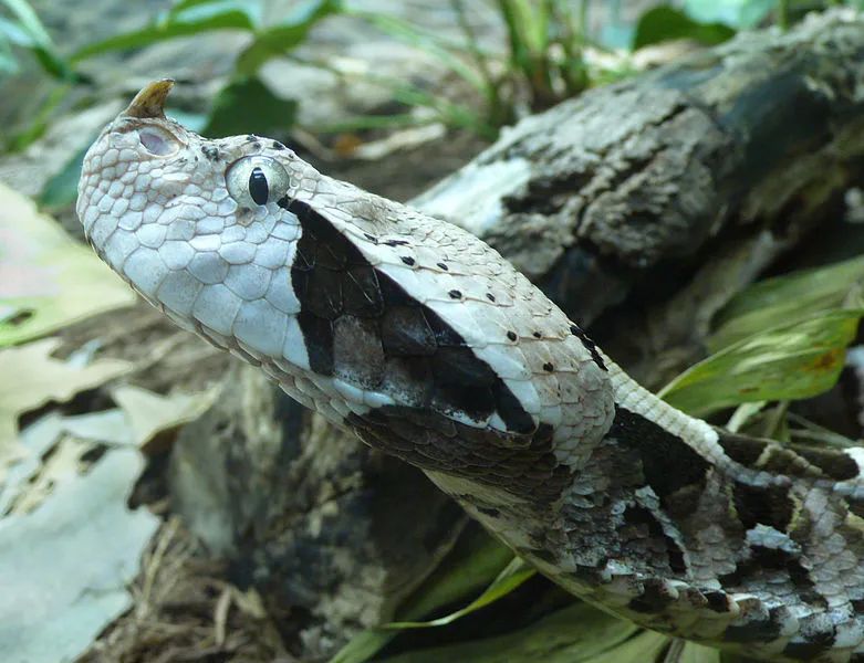 宅的最高境界:420天不上厕所|加蓬|蝰|犀角_新浪新闻