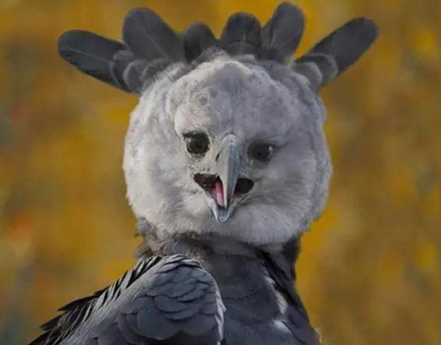 哈比鹰:我来看看,是谁说我长得像人