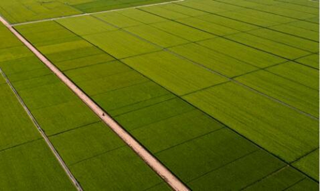 这是8月12日在吉林市永吉县万昌镇宇丰米业2万亩高标准水田基地拍摄的