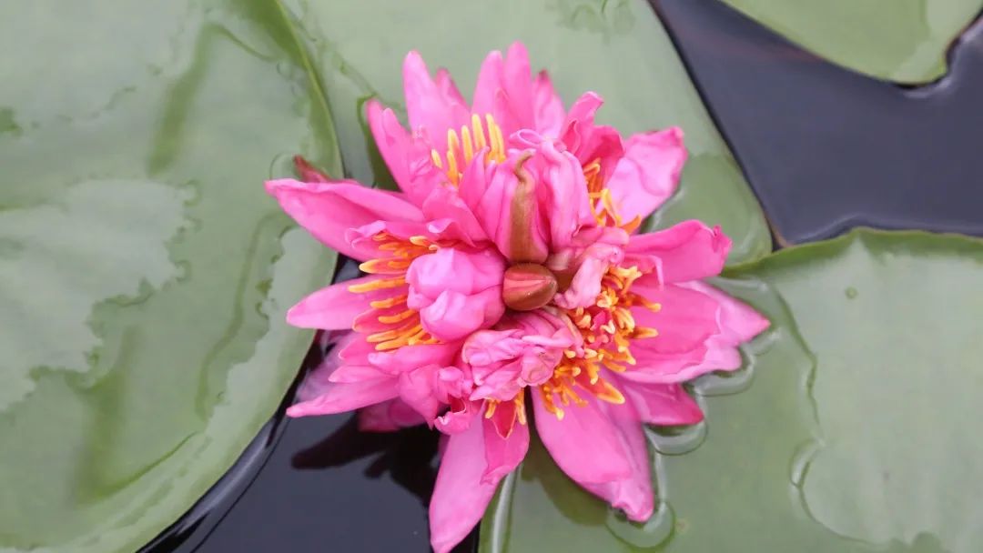 一支莲上七朵花