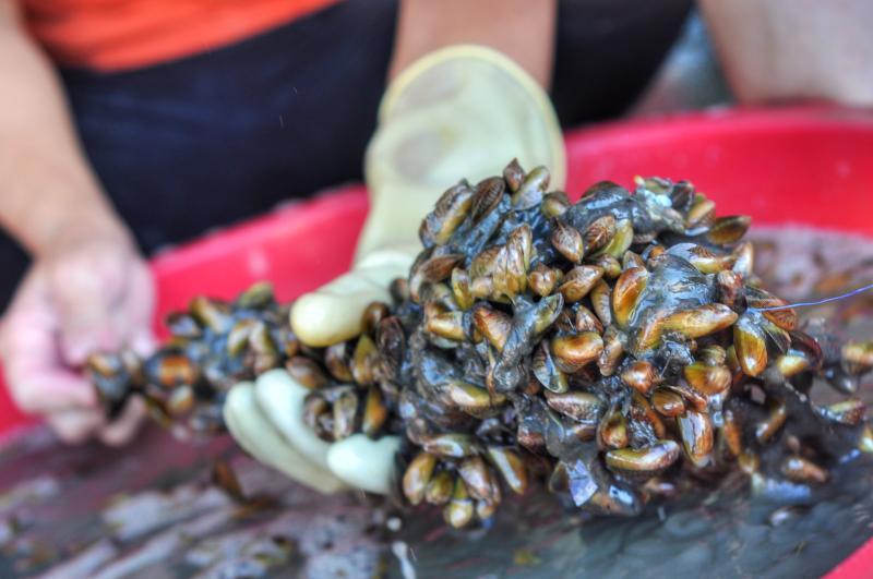 舌尖上的潮汕之薄壳宴来袭!汕头澄海美食文化旅游节开幕