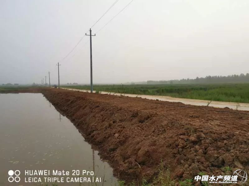 小龙虾的环沟之争