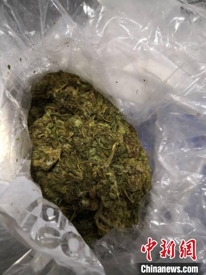 中新网|果干藏毒 广州海关在邮件中查获大麻走私案