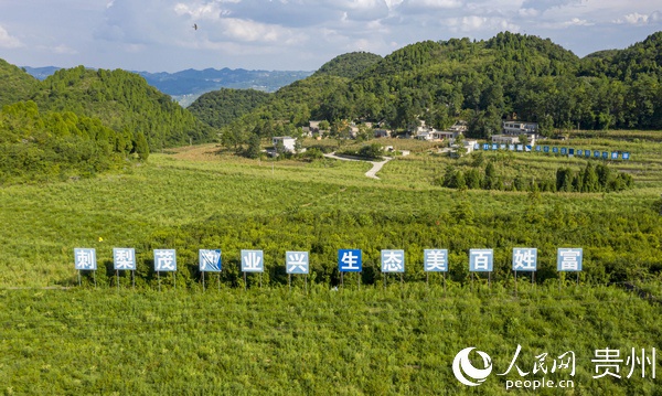 贵州黔西石漠化山村变身金刺梨园