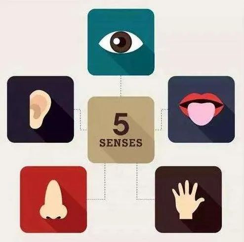 五感学习法99的家长可能都忽略了的感知