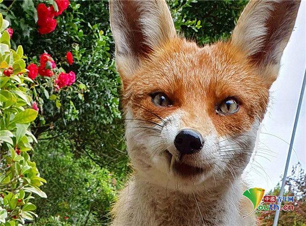 小狐狸成摄影师花园常客 毫不羞涩对镜头露"坏笑"