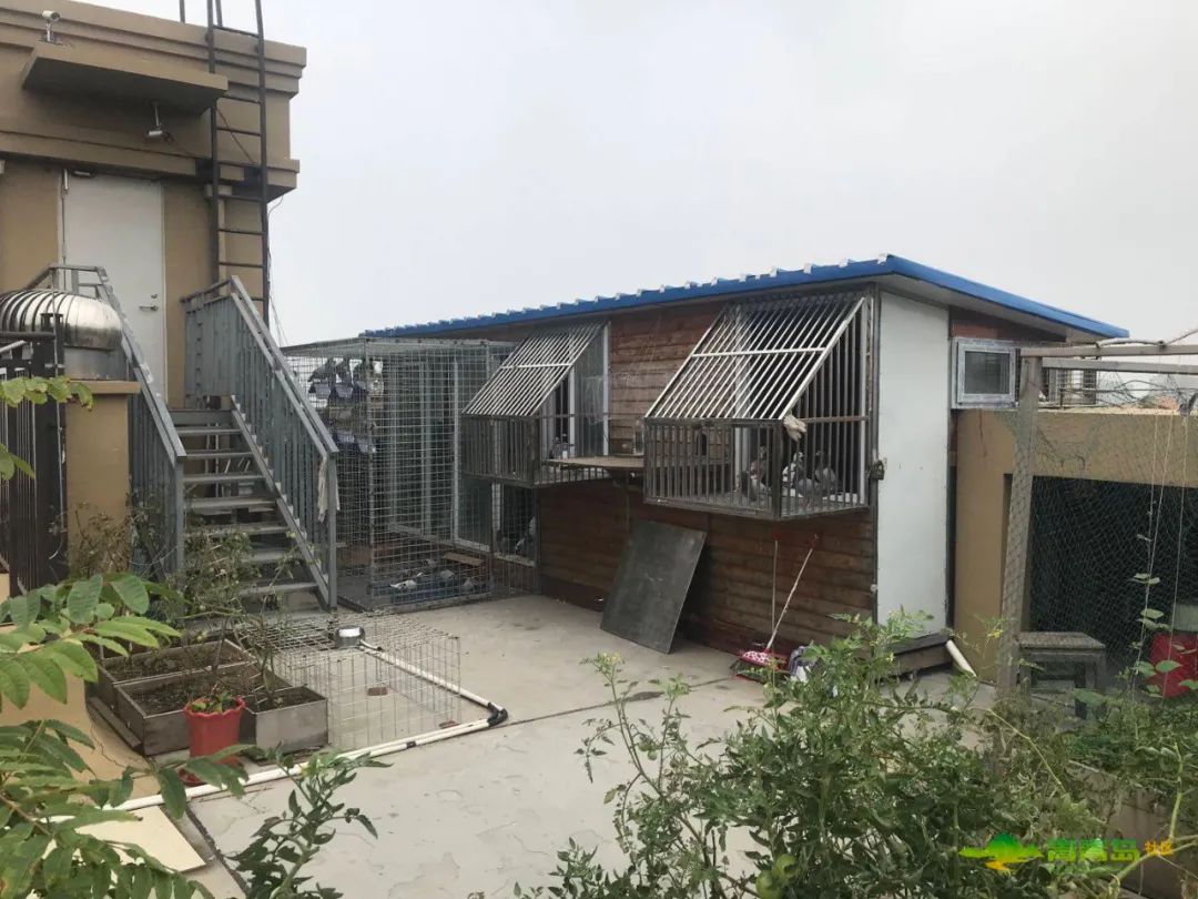 青岛一居民在楼顶盖房,建鸽子棚,有精神疾病就可以为所欲为?