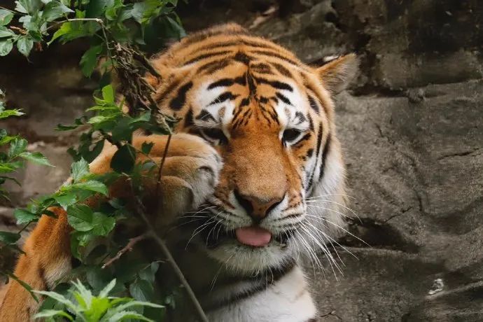 宇宙第一大可爱胖虎虎憨萌憨萌的哟