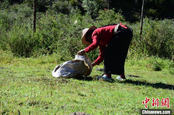 工人在拾捡牛粪. 壤塘融媒体供图