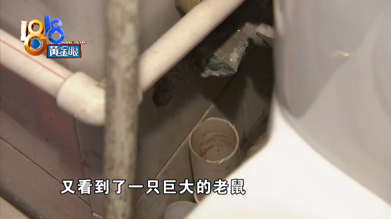 老鼠|上厕所得先敲门，这叫什么事儿啊！姑娘一人独居