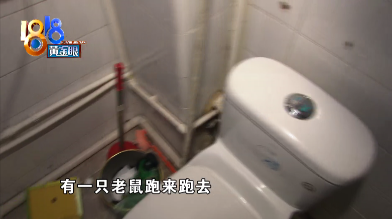 老鼠|上厕所得先敲门，这叫什么事儿啊！姑娘一人独居