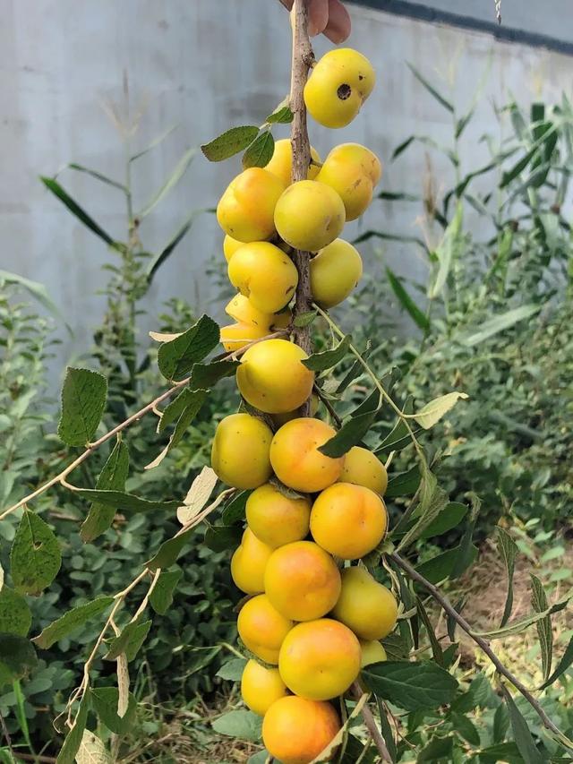 平谷10万斤高钙欧李果成熟上市预计可采摘至9月底