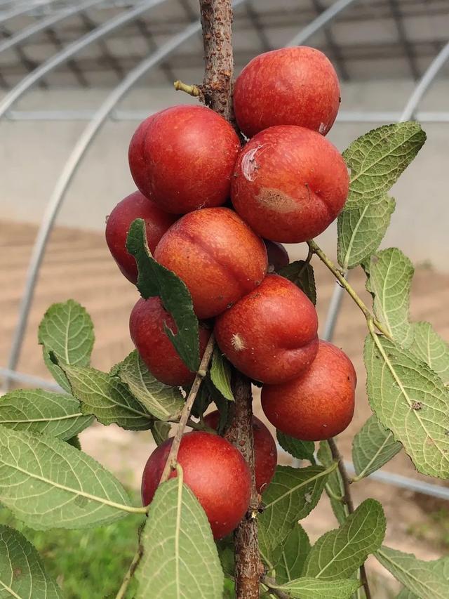 平谷10万斤高钙欧李果成熟上市预计可采摘至9月底